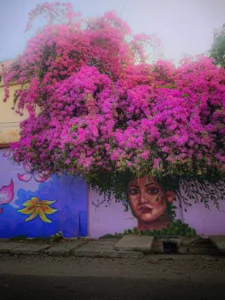 Bougainvillea Flower Ai photo Editing Background Download
