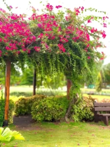 Bougainvillea Flower Ai photo Editing bACKGROUND