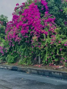 Trending Bougainvillea Flower Ai photo Editing Background