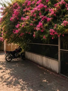 Viral Bougainvillea Flower Ai photo Editing Background