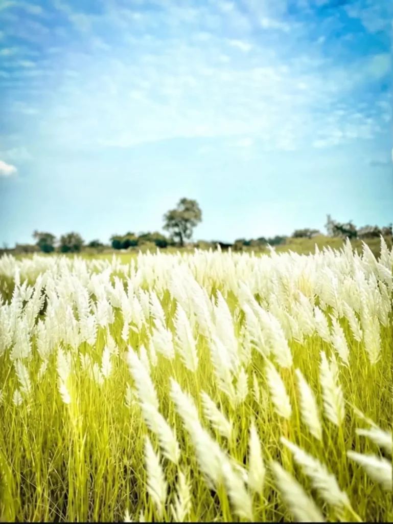 100+ Kash Flower Ai Photo Editing Background