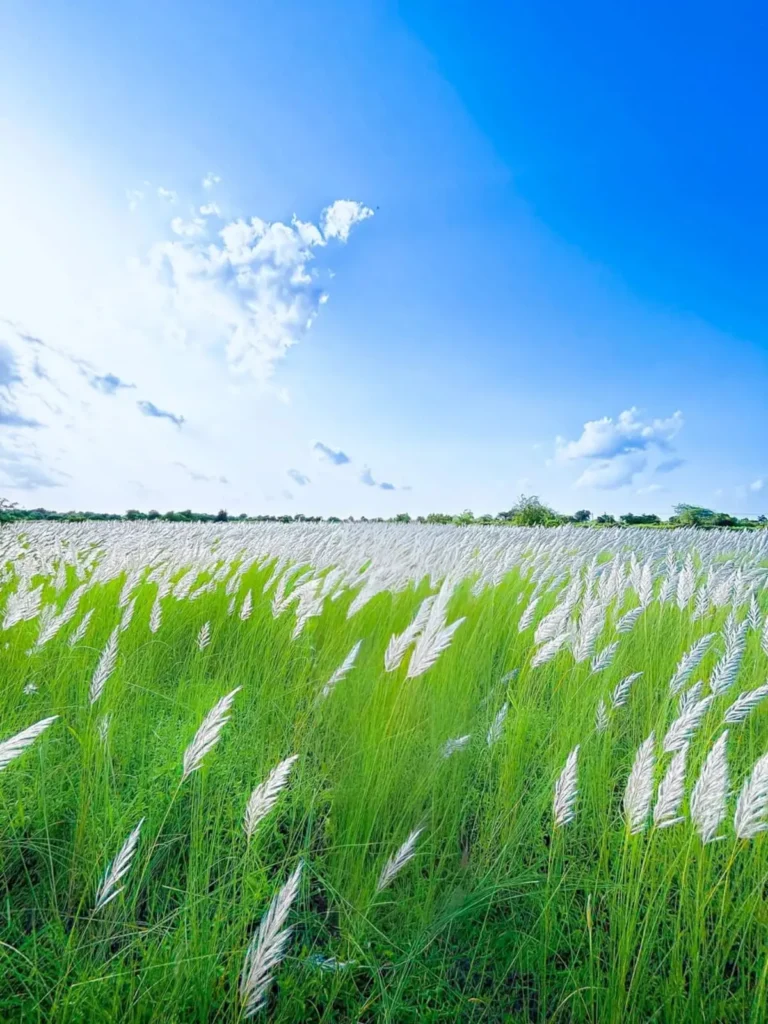 Best Kash Flower Ai Photo Editing Background