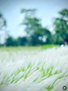 Best Kash Flower Ai Photo Editing Prompt
