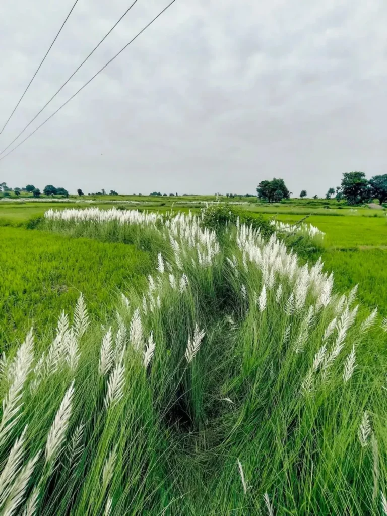 Kash Flower Ai Photo Editing Background 2026