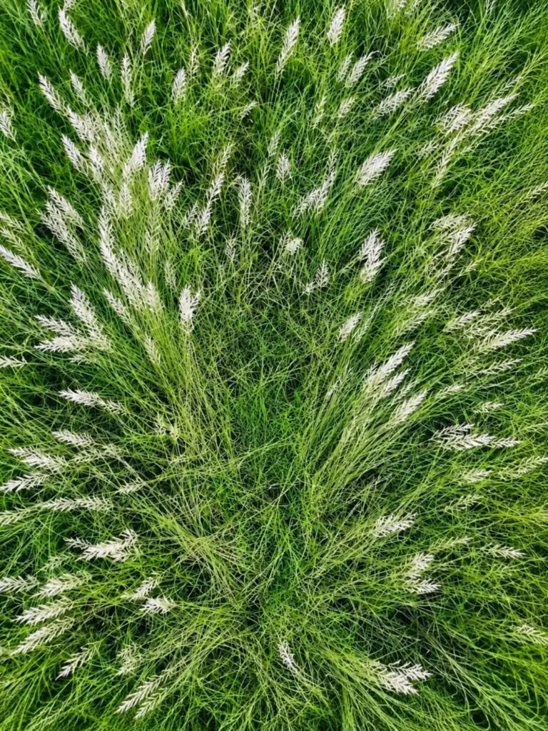 Kash Flower Ai Photo Editing Background