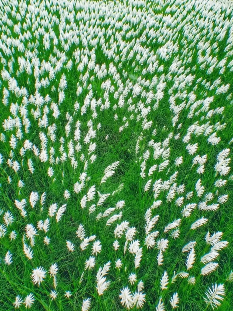 Kash Flower Ai Photo Editing Background Unlimited