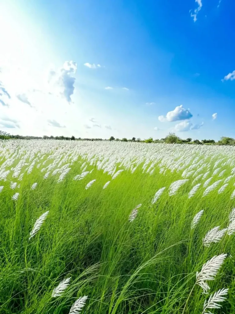 New Kash Flower Ai Photo Editing Background 2026